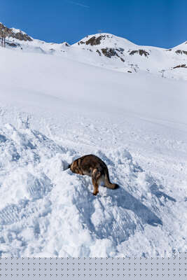 Chien secouriste de montagne lors d'une avalanche
